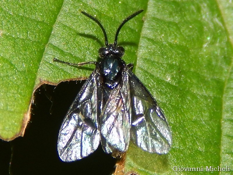 Richiesta ID:   Arge sp. (Argidae)